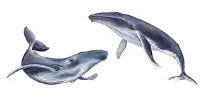 Animal Art Prints: Watercolor whales. Hand drawn illustration, isolated on a white background