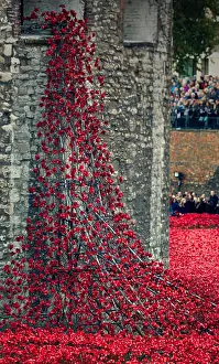 Tear Prints: A waterfall of ceramic poppies at the Tower of London, UK