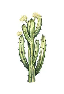 Watercolor Painting Prints: Watrcolor hand drawn realistic cactus illustration