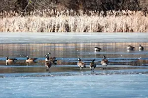Nature Conservation Prints: Waukesha County, Wisconsin. Ice on a local mill pond is just beginning to break up in early March