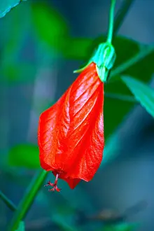 Outsides Prints: Wax mallows, Malva viscus, red flower