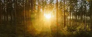 way in to the Forest panorama with sunsetlight - aerial drone shot