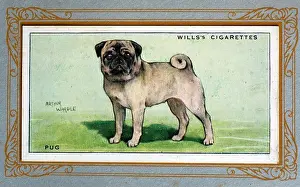 Breeds Prints: W.D. & H.O. Wills cigarette card, Pug
