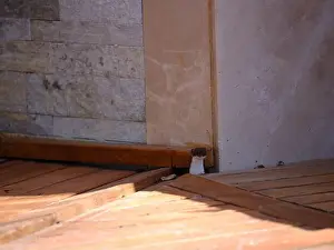 Book Cover Prints: Weasel hiding in wooden floor in a hole outdoor in a sunny day