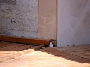 Book Cover Prints: Weasel hiding in wooden floor in a hole outdoor in a sunny day