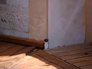 Book Cover Prints: Weasel hiding in wooden floor in a hole outdoor in a sunny day
