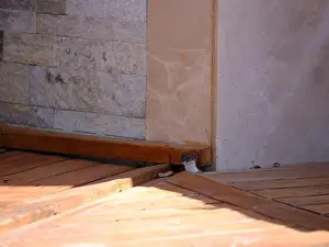 Book Cover Prints: Weasel hiding in wooden floor in a hole outdoor in a sunny day