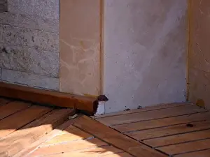 Book Cover Prints: Weasel hiding in wooden floor in a hole outdoor in a sunny day