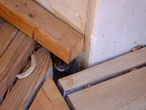 Book Cover Prints: Weasel hiding in wooden floor in a hole outdoor in a sunny day
