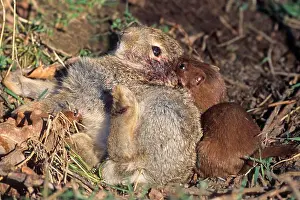 Young Animal Prints: Least weasel (Mustela nivalis) is one of the smallest predators worldwide (Photo Mouse weasel preys on a young rabbit)