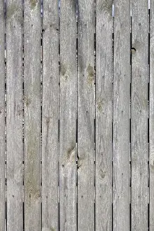 Vertical Image Prints: A weathered gray wood fence nailed down with rusty nails