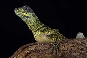Semi Aquatic Prints: Weber's sailfin lizard (Hydrosaurus weberi)
