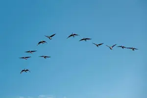 Bird Flight Prints: A wedge of twelve Canada Geese in flight against a blue sky in Bedford, England