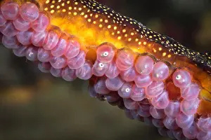 New Life Prints: Weedy sea dragon with eggs, Tasmania, Australia