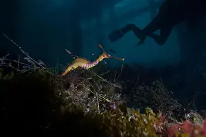 Scuba Diver Prints: Weedy Sea dragon at Finders Pier