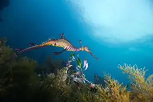 Scuba Diver Prints: Weedy Sea dragon at Finders Pier