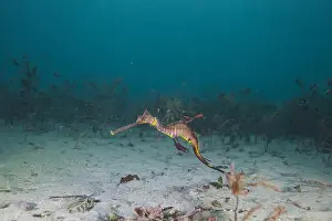 Scuba Diver Prints: Weedy Sea dragon at Finders Pier