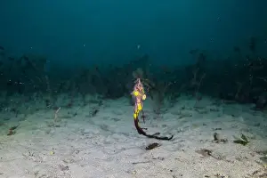 Scuba Diver Prints: Weedy Sea dragon at Finders Pier
