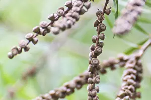 Pods Prints: The weeping bottlebrush or creek bottlebrush tree seeds and leaves