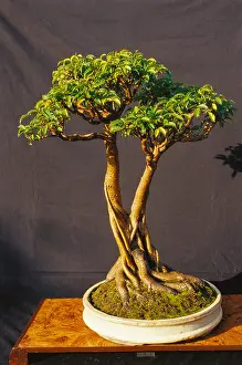 Dinodia Prints: Weeping fig bonsai tree ; ficus benjamina ; twin trunk style ; twelve year old ; silvassa ; Union Territory ; UT ;