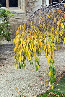 Hues Prints: Weeping Higan cherry tree in Cambridge City Centre