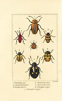 Coleoptera Prints: Weevils: Eudomychus striata 1, Calandra hemiptera 2