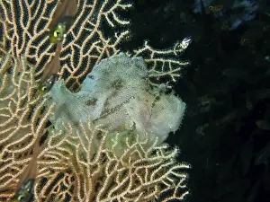 Scorpion Fish Prints: A well-camouflaged fish, a rocking fish (Taenianotus triacanthus)