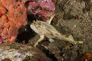 Scorpaenidae Prints: A well-camouflaged fish, the rocking fish (Taenianotus triacanthus)