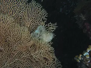 Scorpionfishes Prints: A well-camouflaged fish, a rocking fish (Taenianotus triacanthus)