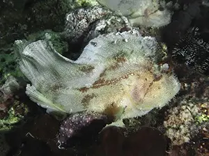 Lies Prints: Well-camouflaged fish, rocking fish (Taenianotus triacanthus)