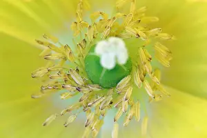 Poppy Prints: Welsh Poppy - Meconopsis cambrica