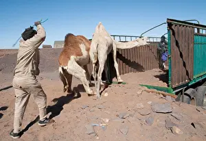 Camel Prints: West Africa Mauritania Route de l espoir Nema end of the road
