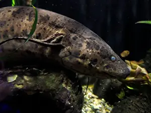 Congo Prints: A West african lungfish Protopterus annectens underwater portrait