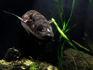 Congo Prints: A West african lungfish Protopterus annectens underwater portrait