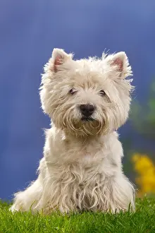 Terrier Prints: West Highland White Terrier, 12 years old / Westie