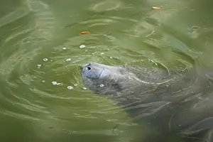 Manatee Prints: West indian manatee in Central Florida during winter