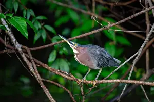 Wonders Prints: West of the Rockies, the elusive Green Heron (Butorides virescens) reveals its beauty in US wetlands