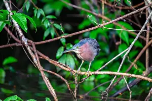 Wonders Prints: West of the Rockies, the elusive Green Heron (Butorides virescens) reveals its beauty in US wetlands