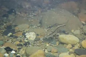 River Ecosystem Prints: Western blacknose dace in a sandy stream