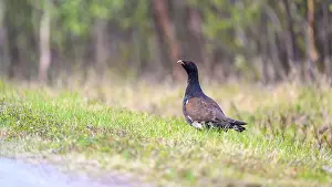 Grouse Prints: Western capercaillie (Tetrao urogallus) in summer forest