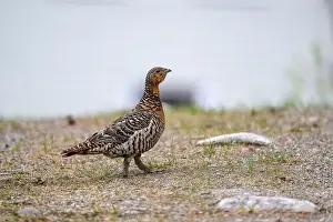 Grouse Prints: Western capercaillie (Tetrao urogallus) in summer forest