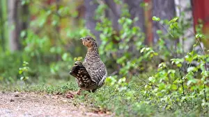 Grouse Prints: Western capercaillie (Tetrao urogallus) in summer forest