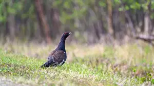 Grouse Prints: Western capercaillie (Tetrao urogallus) in summer forest