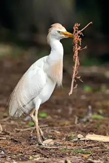Breeding Plumage Prints: Western Cattle Egret (Bubulcus ibis) gathering nesting materials - Wakodahatchee Wetlands