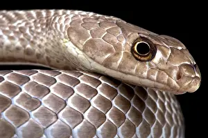 Agile Prints: Western coachwhip (Masticophis flagellum testaceus)