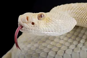 Mutation Prints: western diamondback rattlesnake (Crotalus atrox) albino