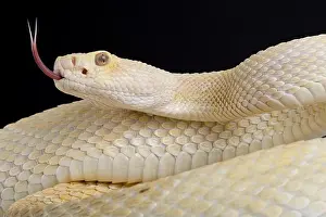 Mutation Prints: western diamondback rattlesnake (Crotalus atrox) albino