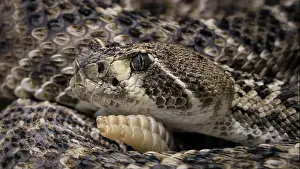Cold Blooded Prints: Western diamondback rattlesnake or Texas diamond-back (Crotalus atrox)