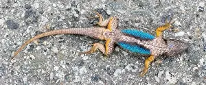 Cautious Prints: Western Fence Lizard (aka blue-belly) adult male playing dead after a catch and release