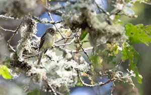 Insect Eating Prints: A western flycatcher Empidonax difficilis perched on a mossy branch looking for food